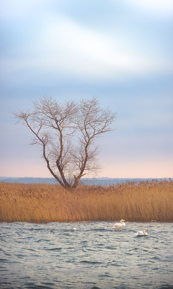 Лебеди на границе с Швейцарией.