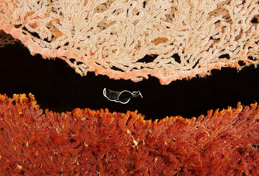 Фотография автора Димитрий Евтушик