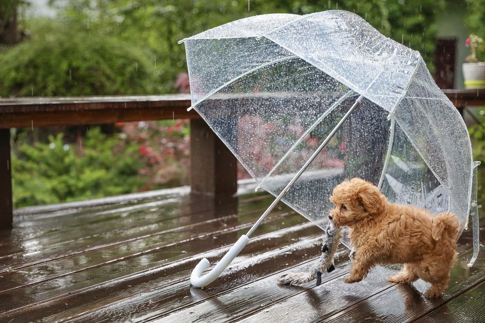 Photograph by Ирина Толстых