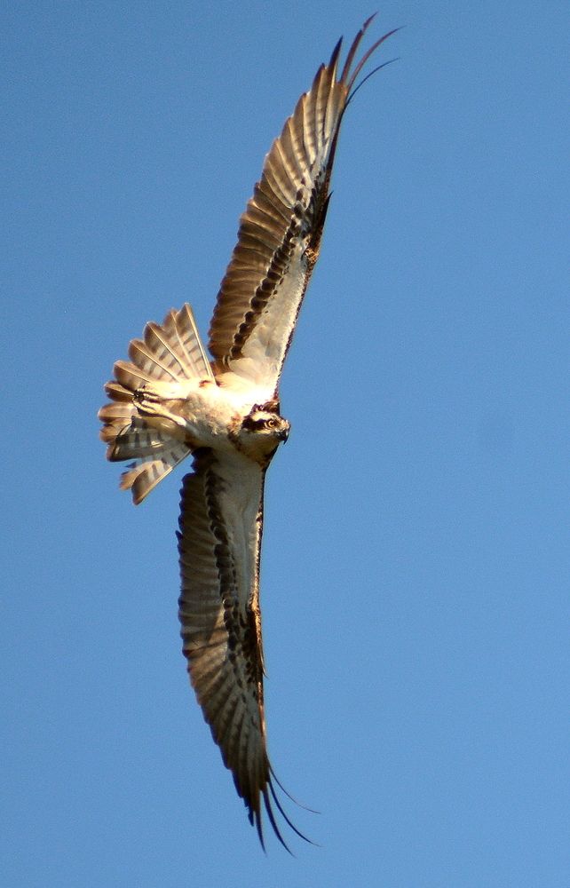 Photograph by Владислав Иопек