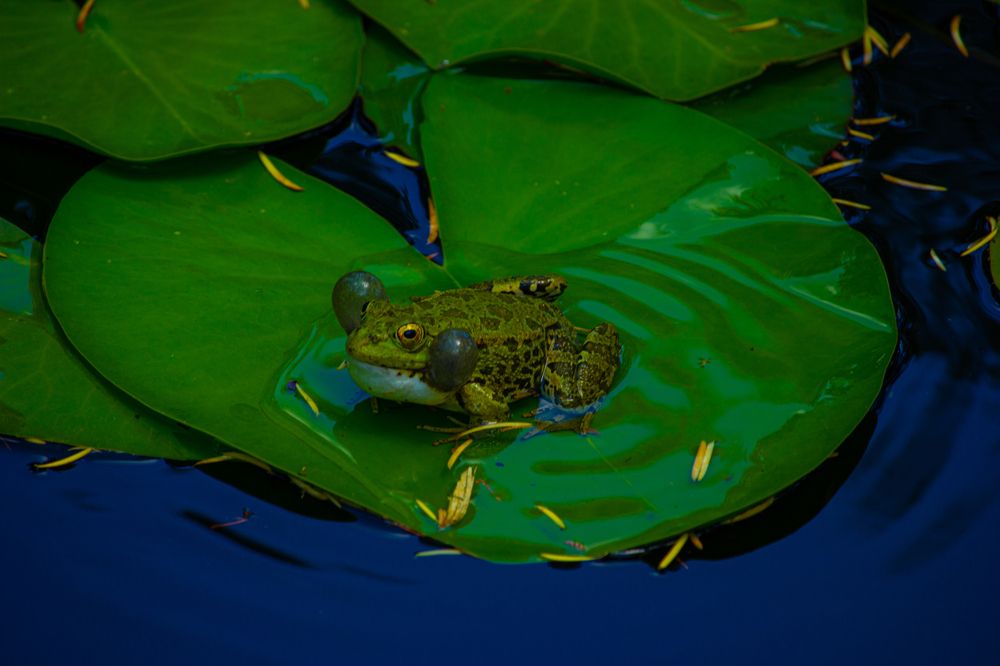 Photograph by Ekaterina Narozhnova