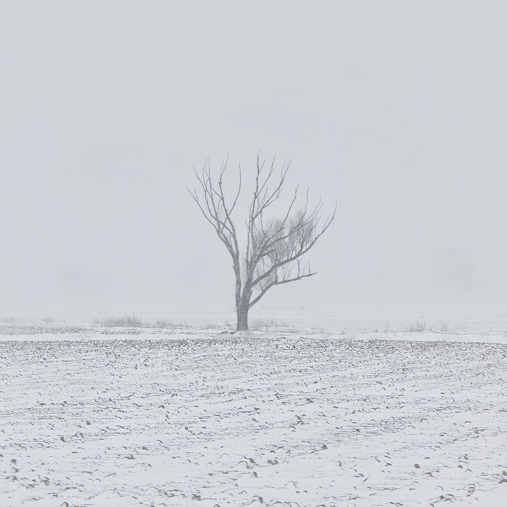 Фотография автора Maghsoud Moradi