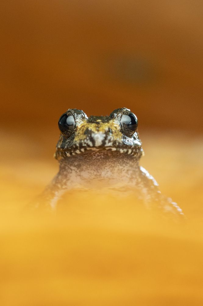 Charles Darwin’s frog