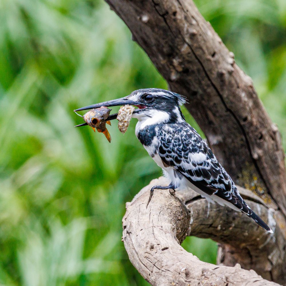 Photograph by Ken Stavrou