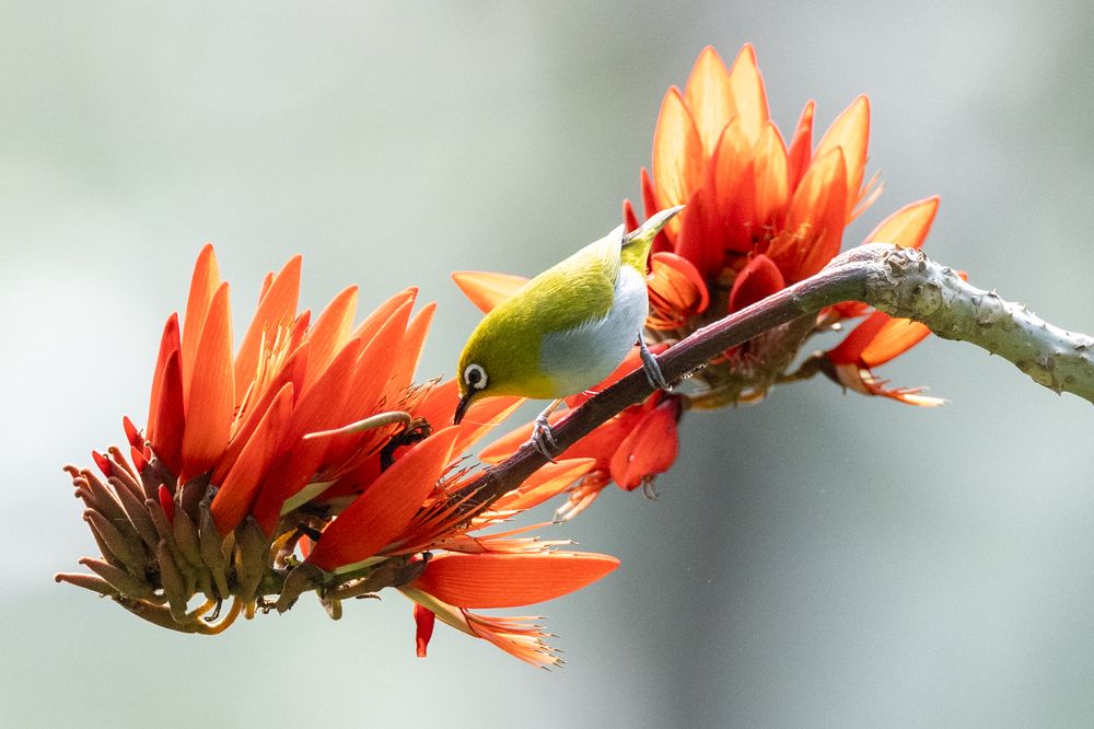 Birds in Coral flowers