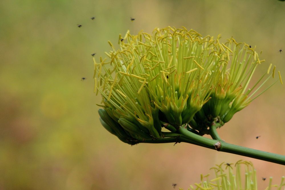Photograph by Sudhakaran Kookiri