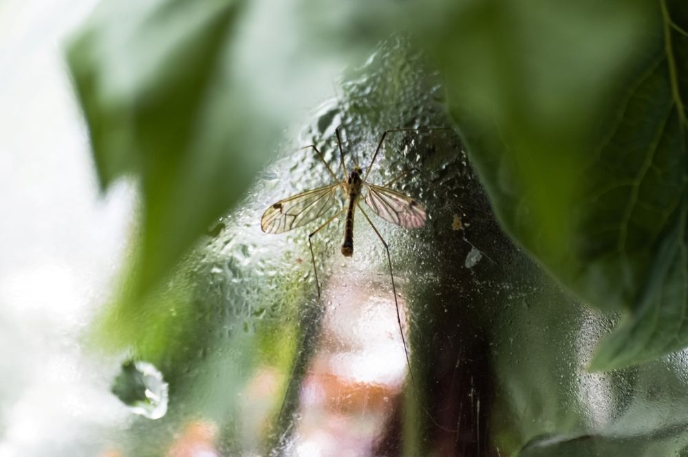 Капли и насекомое, Лето