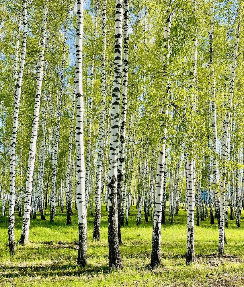 Photograph by Татьяна Мустафина