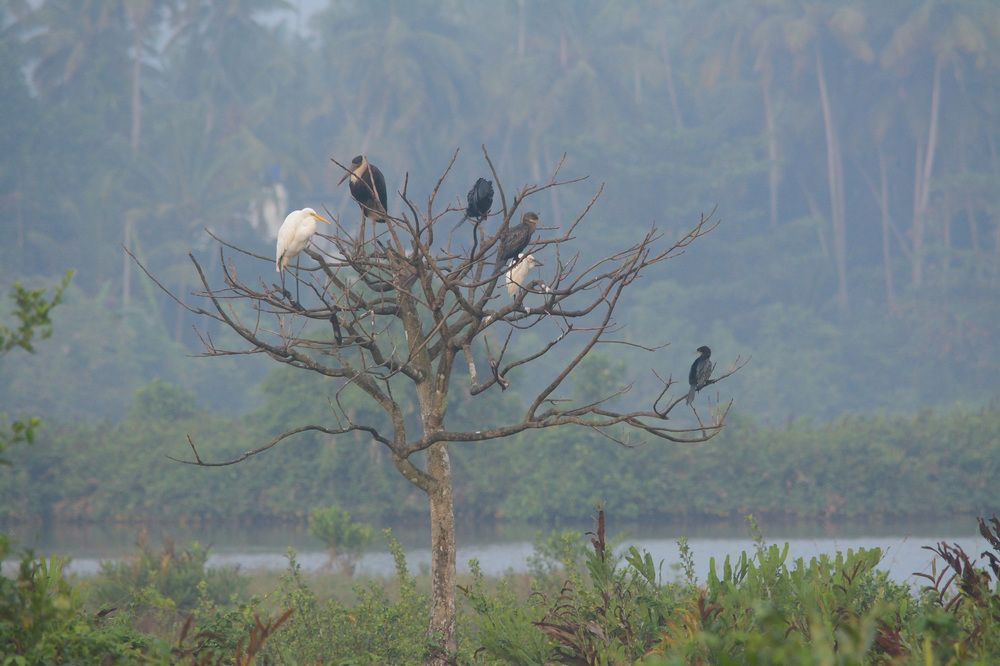Photograph by Sudhakaran Kookiri