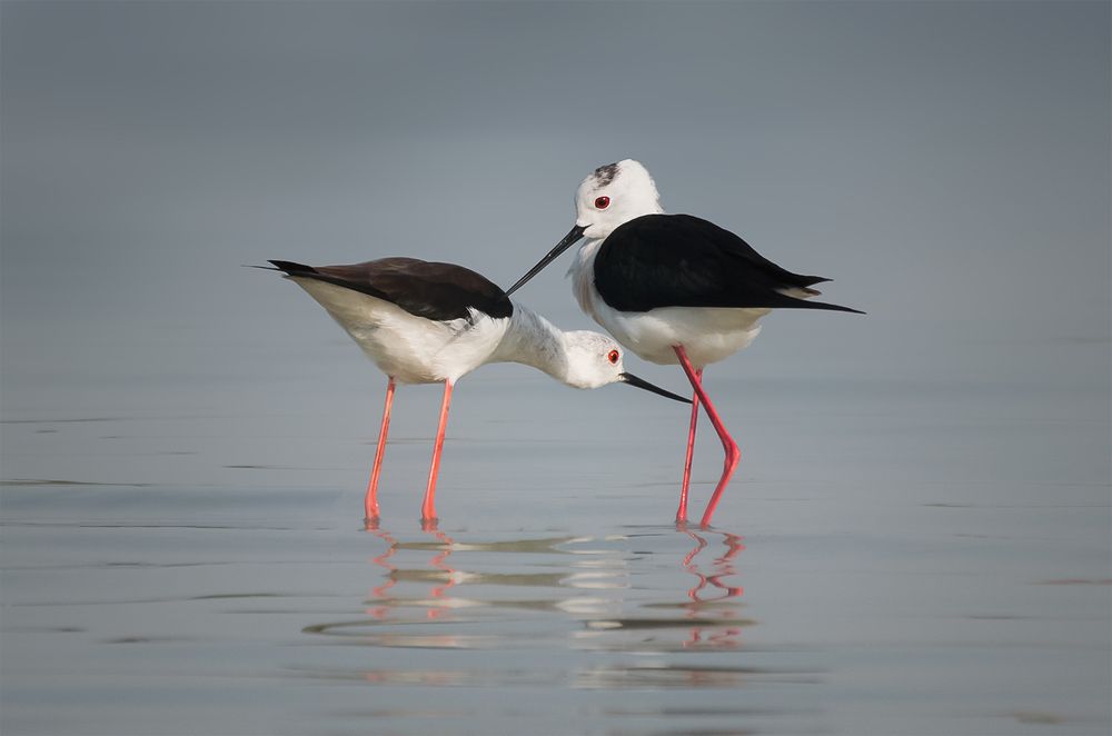 Photograph by Khalid Al-Wadhaihi