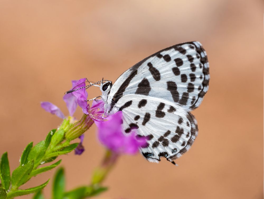 Common Pierrot