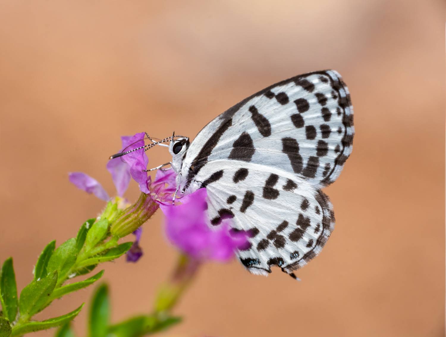 Common Pierrot