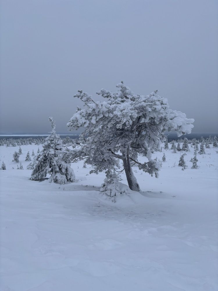 Photograph by Jorge Silva Romualdo