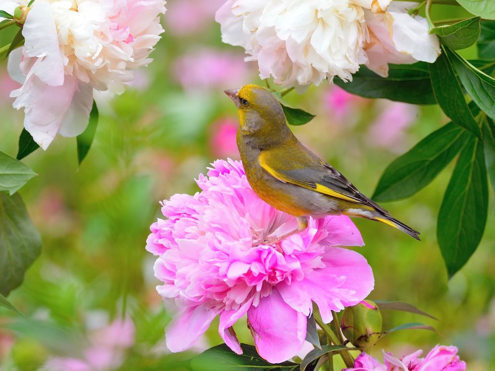 Цветы и птицы