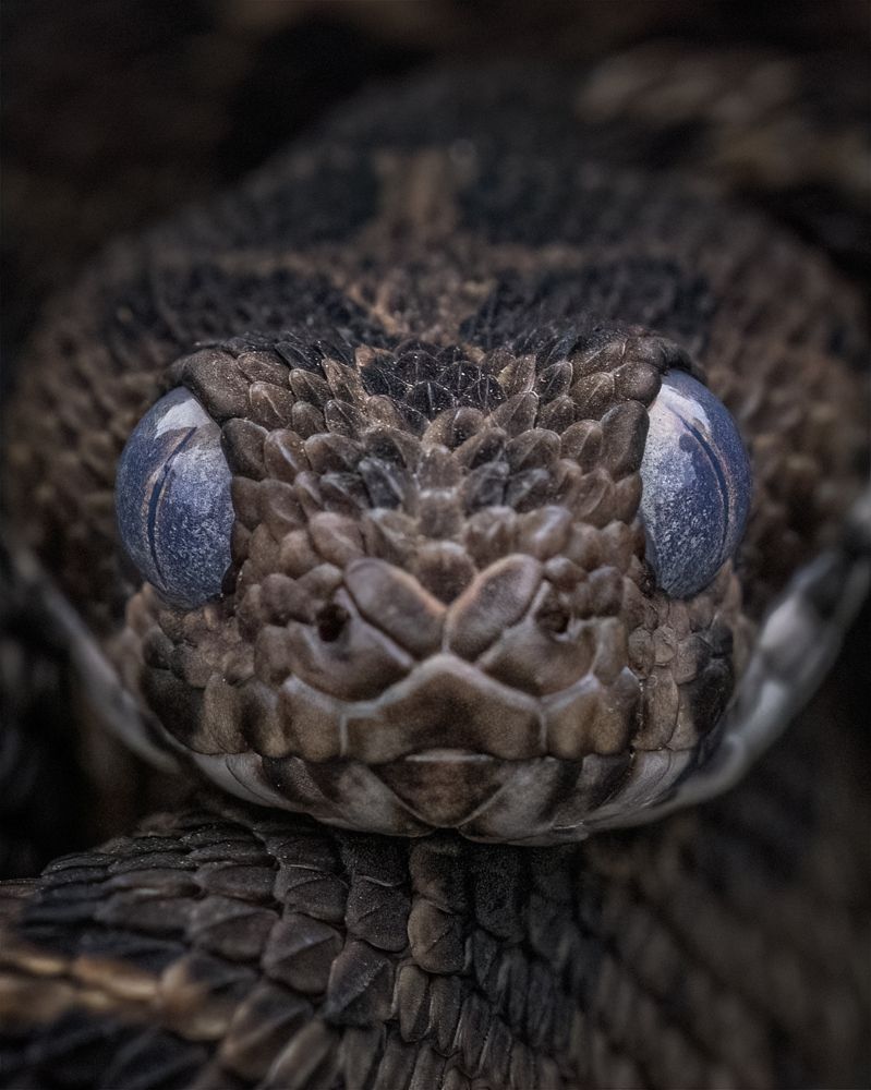 The guardian of the plateu