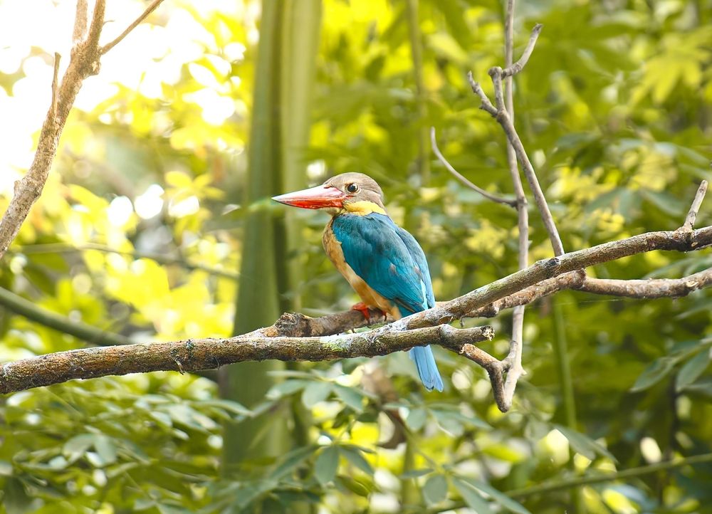 Photograph by Srestha Mandal