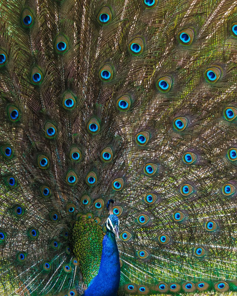 Фотография автора Rajarshi Roy