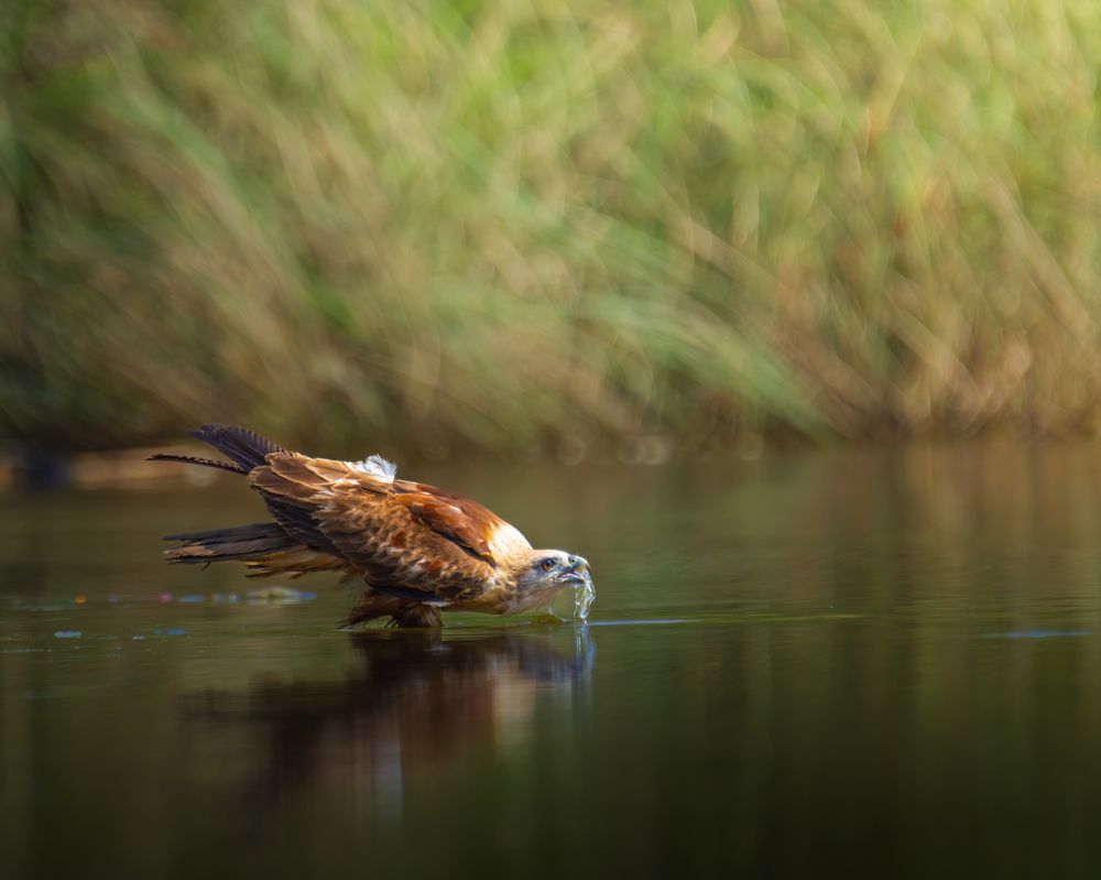 Photograph by Arkachanda Roy