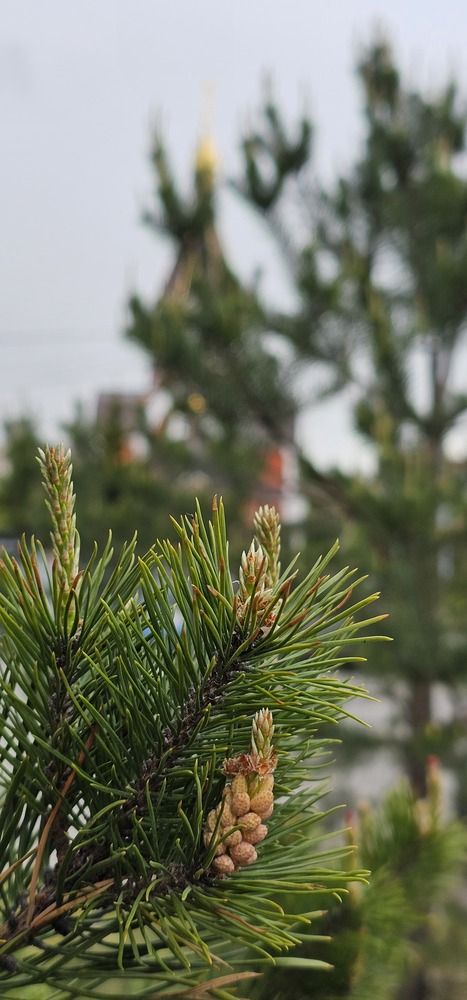 Photograph by Ирина Лукашова