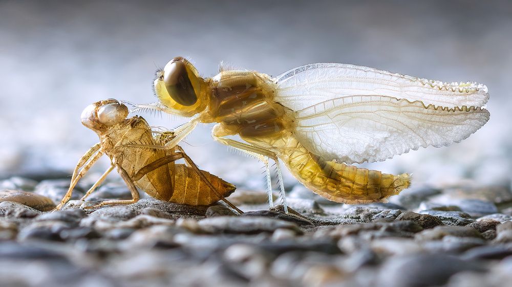 Photograph by Li Chen-You