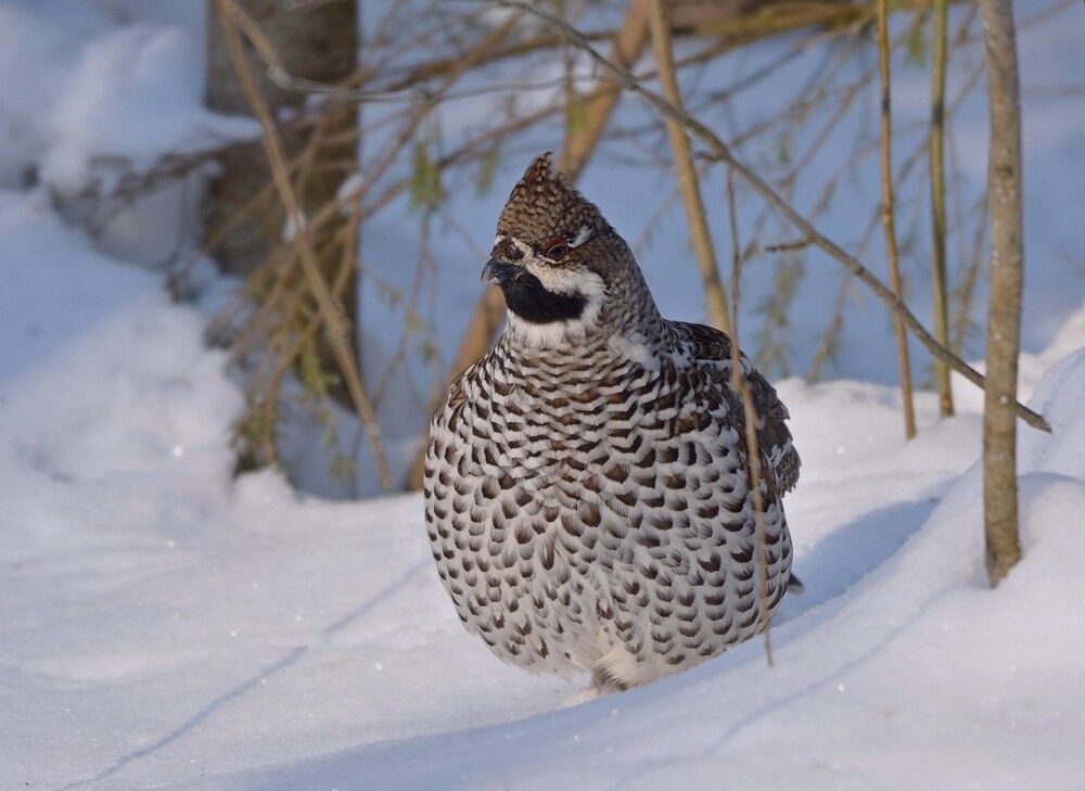 Фотография автора Садыков