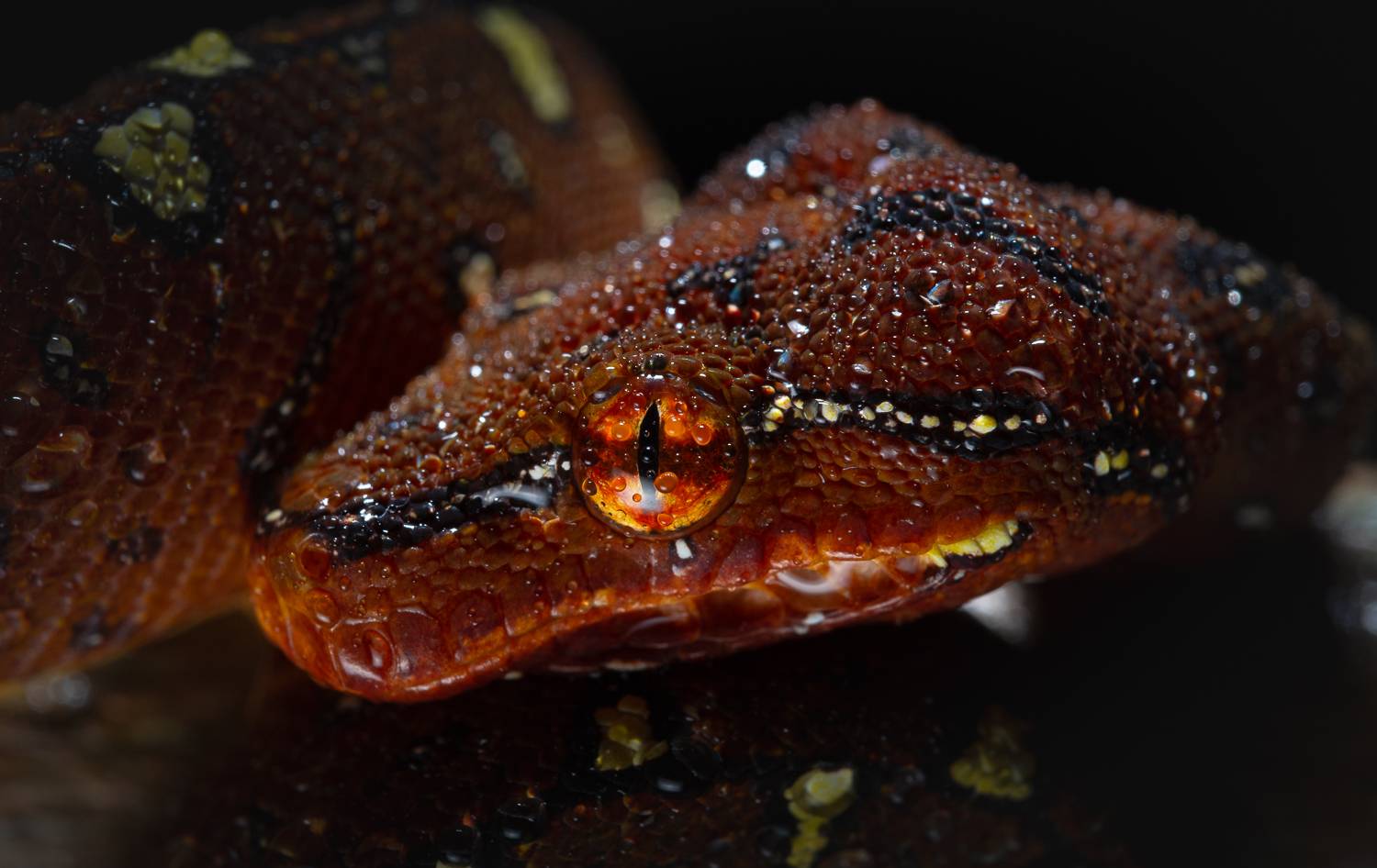 Фотография #11949474