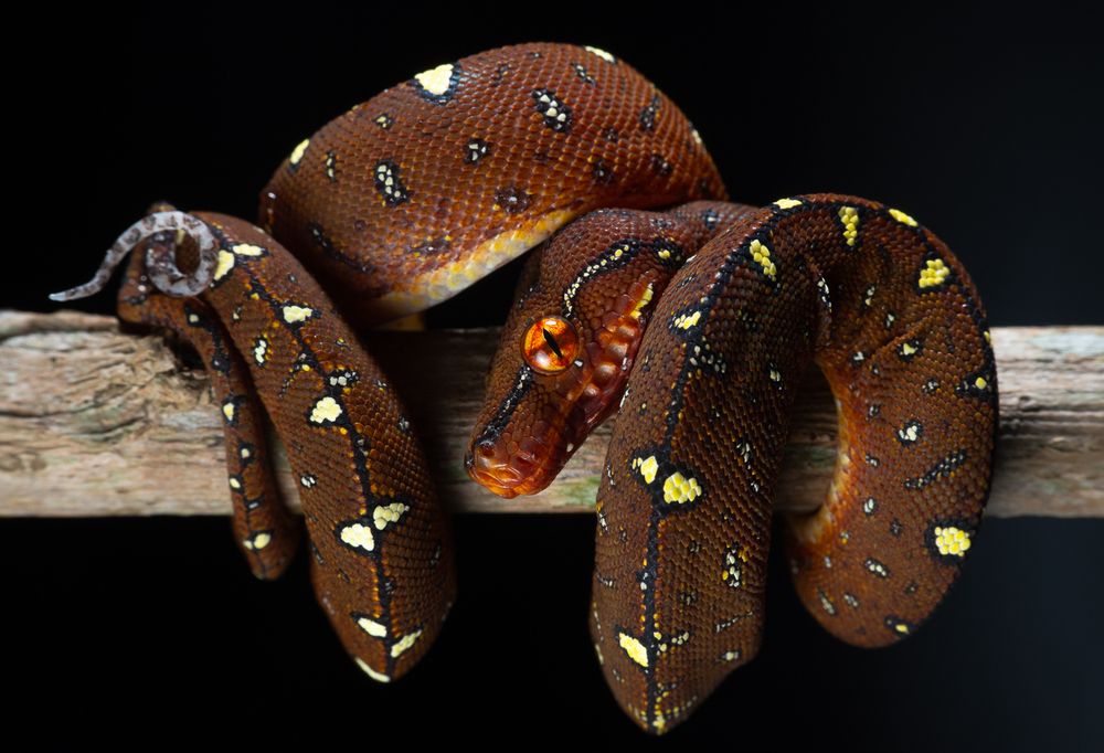 Juvenile Green Tree Python