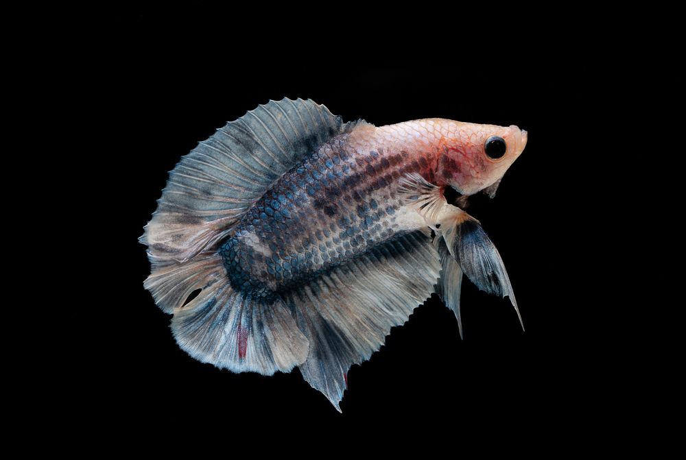 HMPK Betta