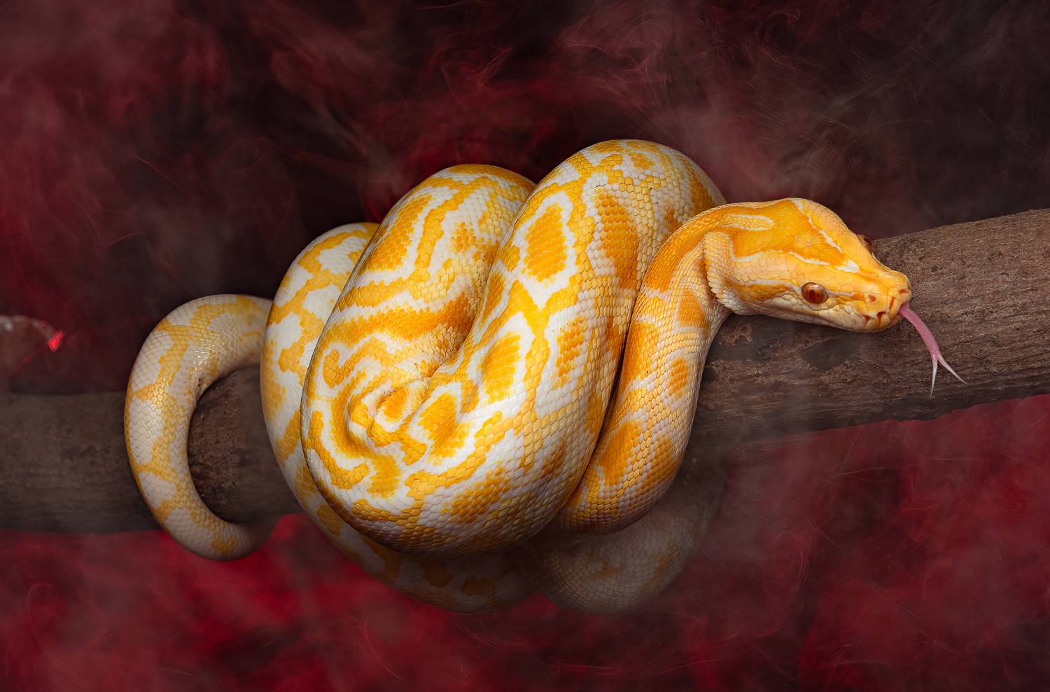 Фотография #11949502