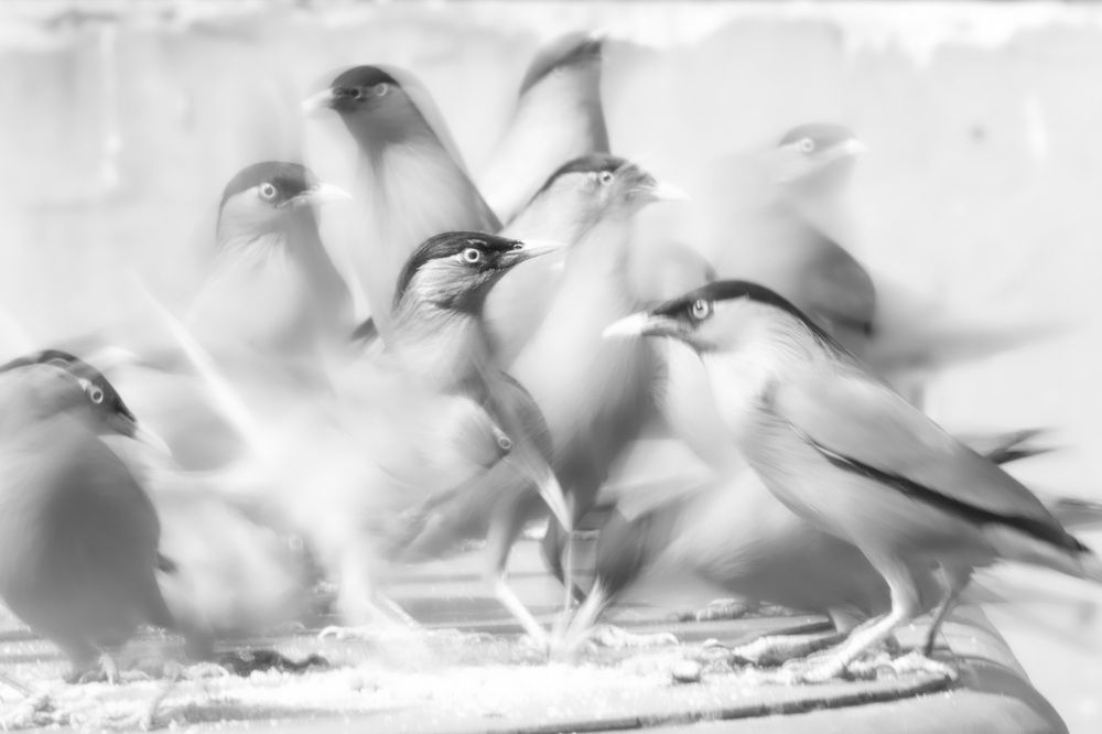 Motion in Black and white