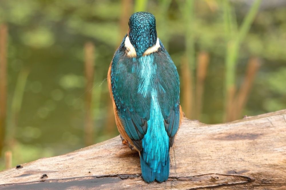The closeup on Kingfisher