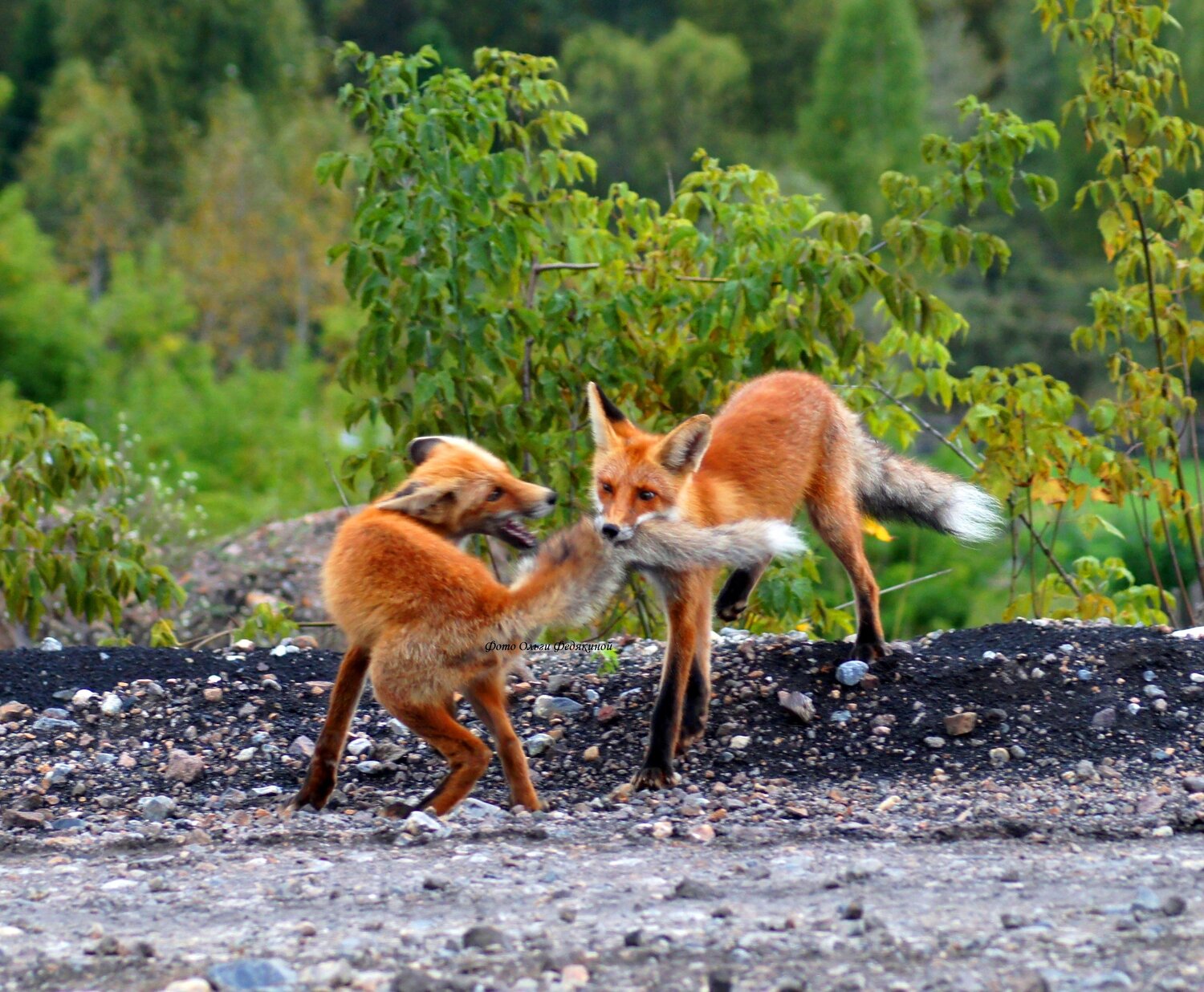 Photo #11949655