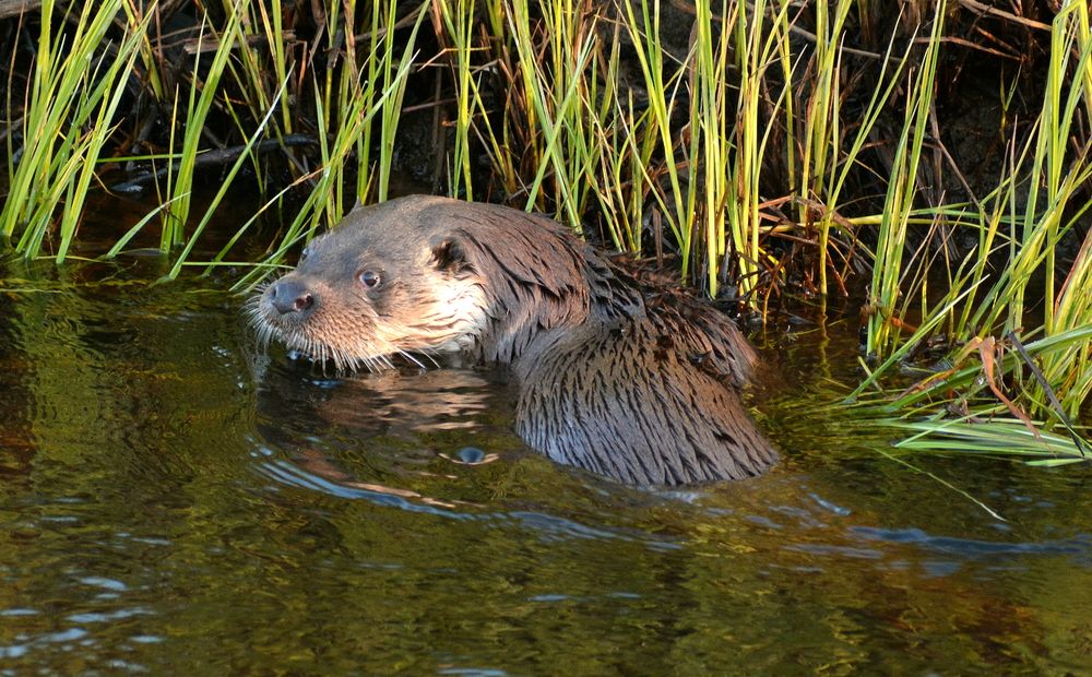 Photograph by Владислав Иопек