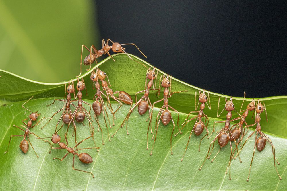 Фотография автора Rajeev Amaratunga