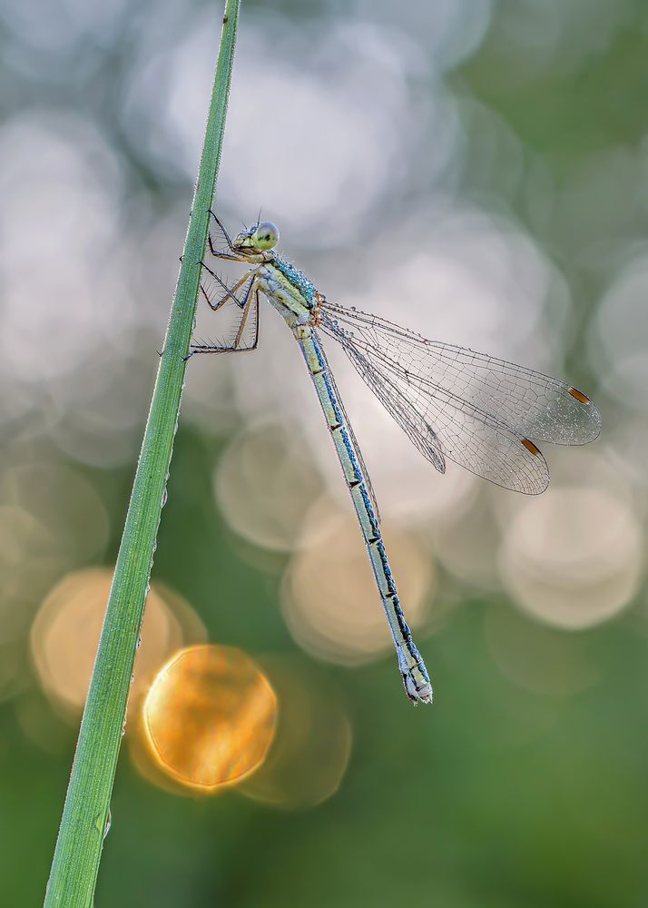 Photograph by Чепленко Алексей