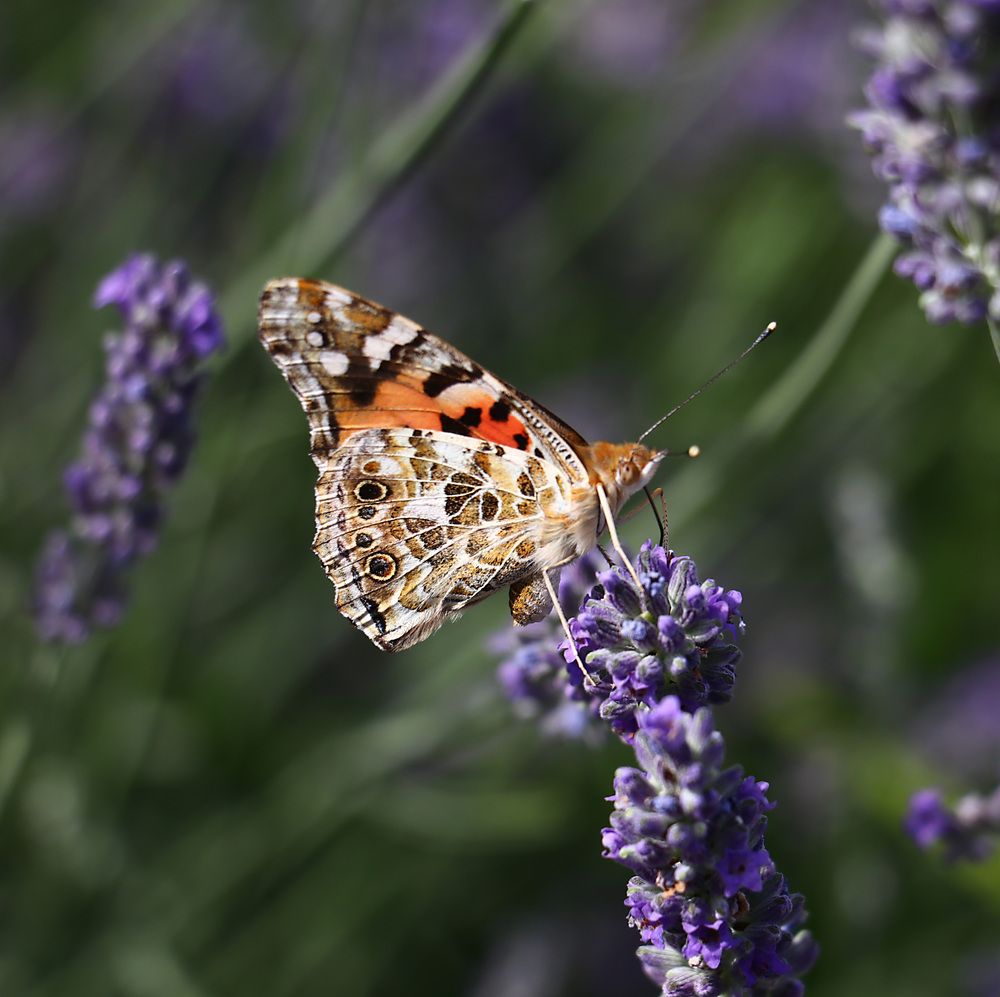 Photograph by Vjekoslav Hrman