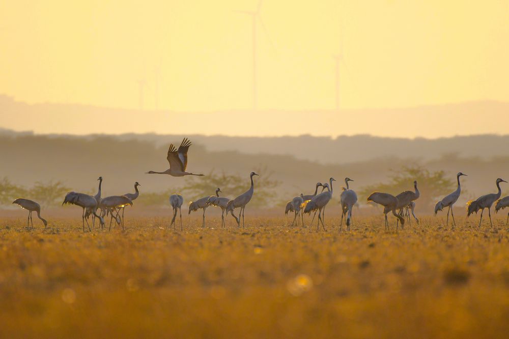 Common cranes