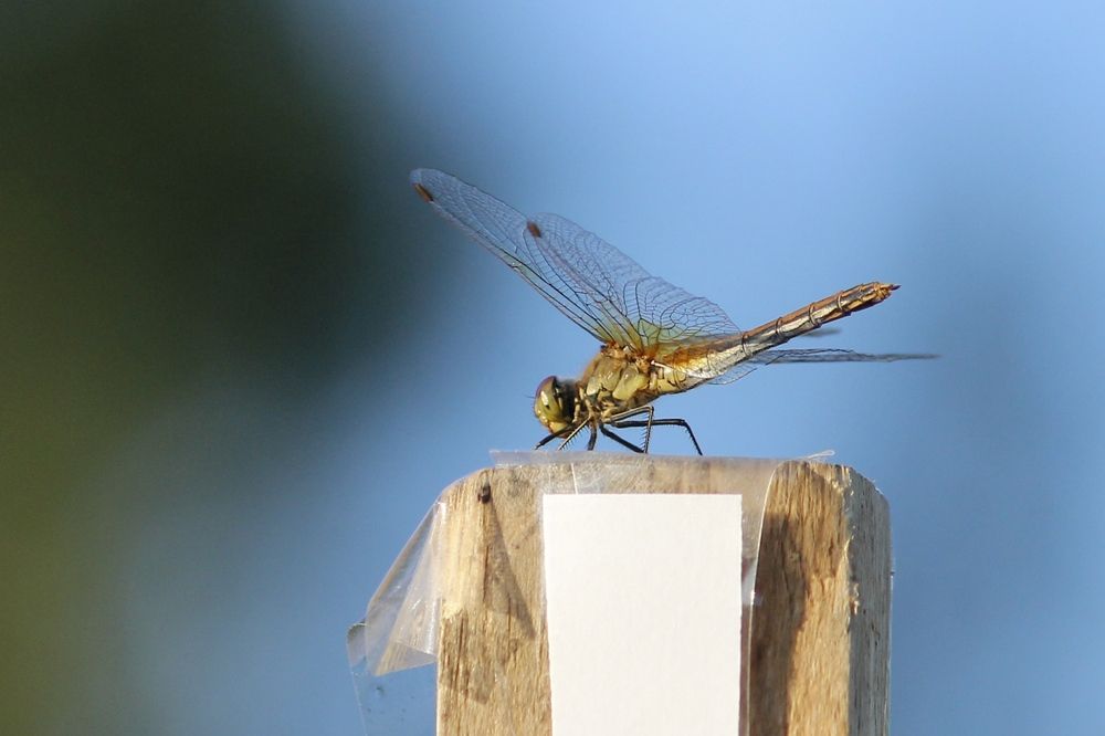 Photograph by Абрам Петерс