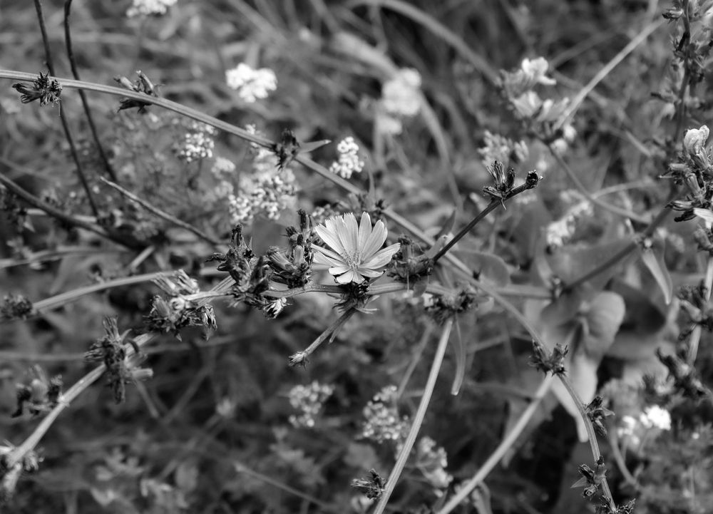 Photograph by Сергей Аникушин