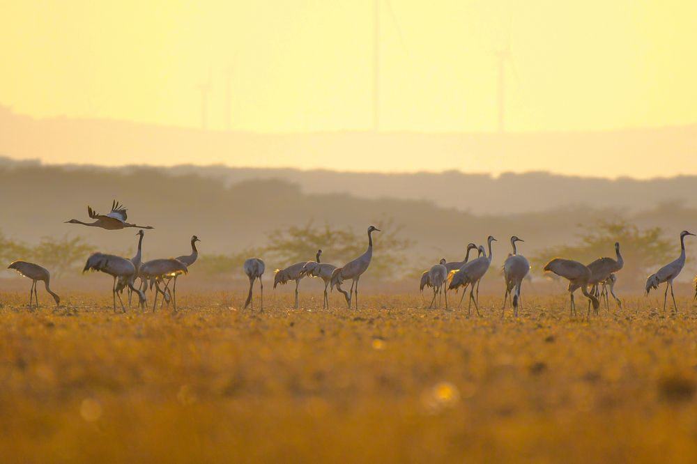 Common cranes