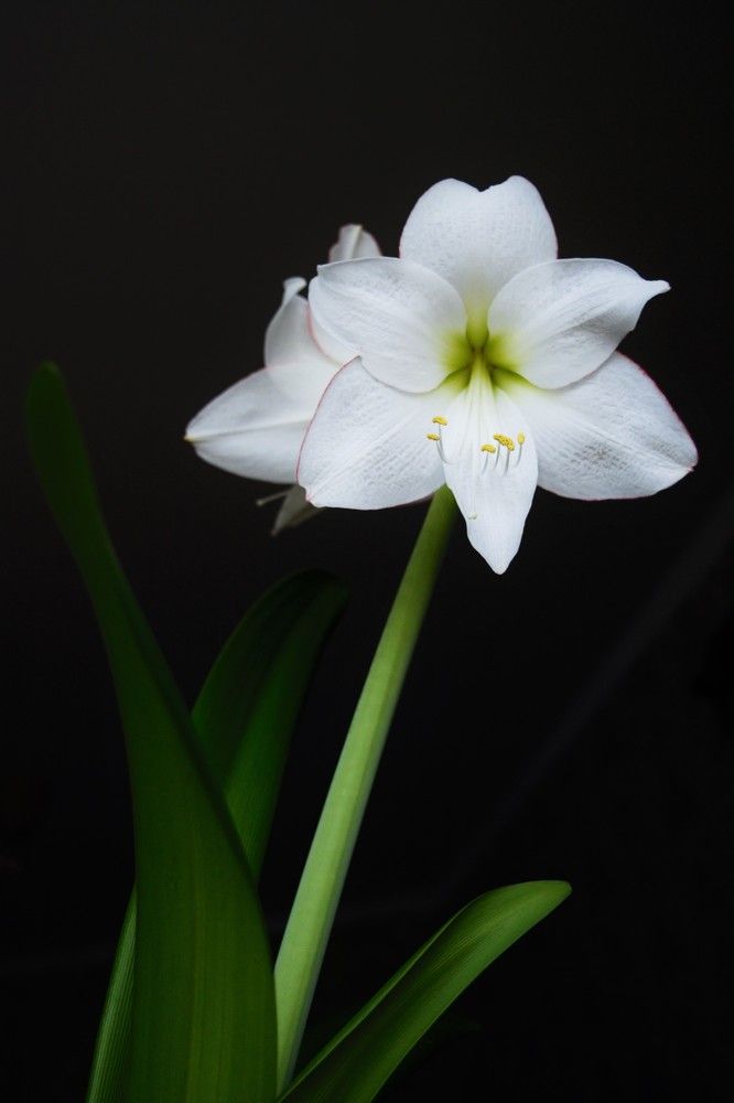 Цветок гипераструма