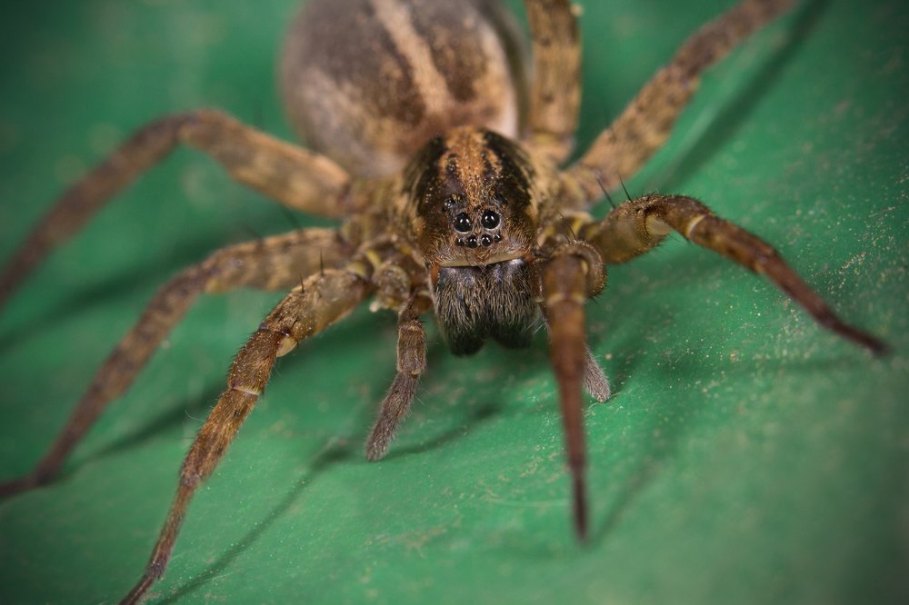 Матерый боец