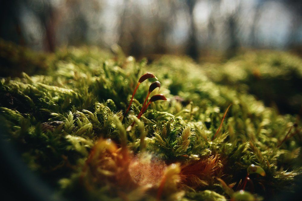 Moss