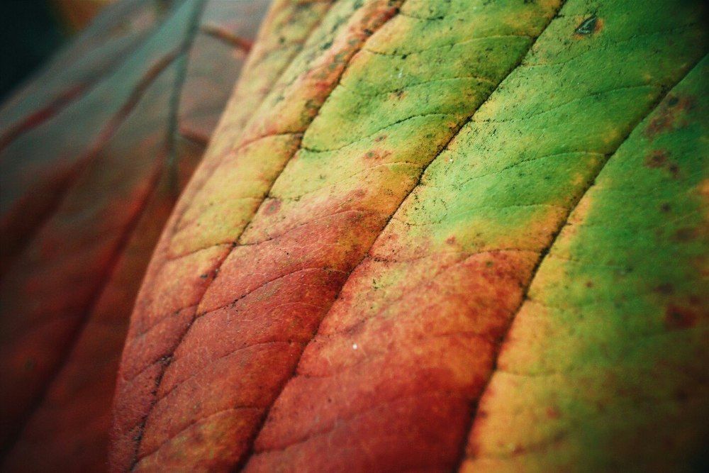 Color