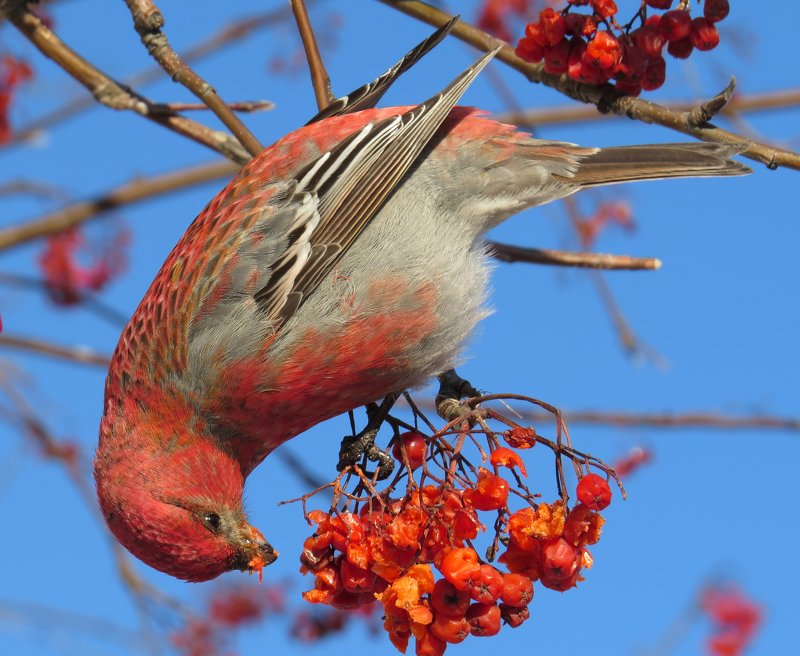 Александр, Russia