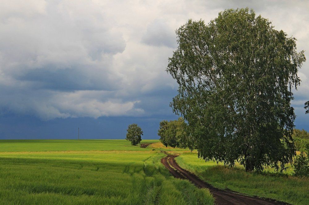 Во  поле  берёзки  стояли...