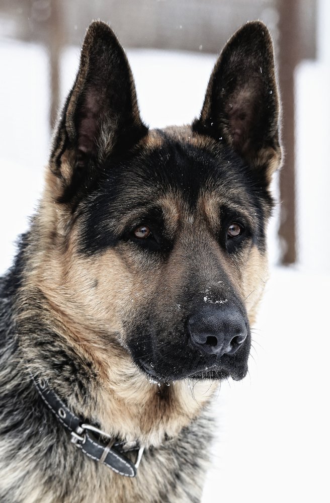 Взгляд Бонифация