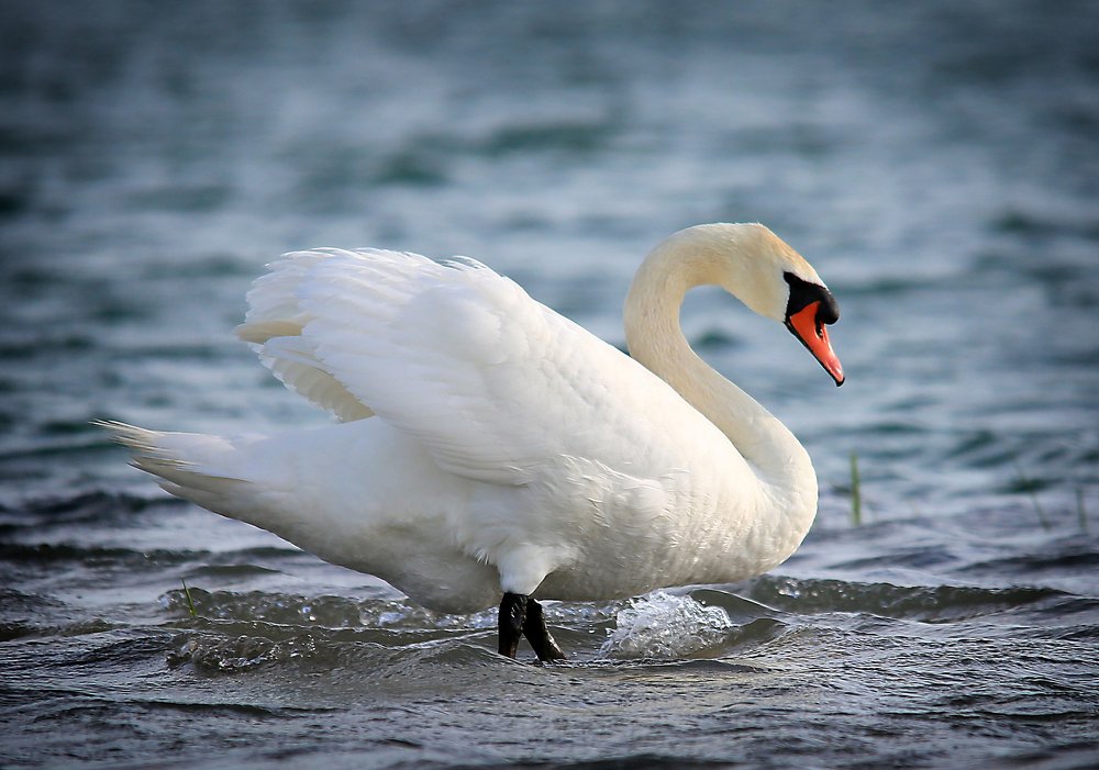 Белый лебедь