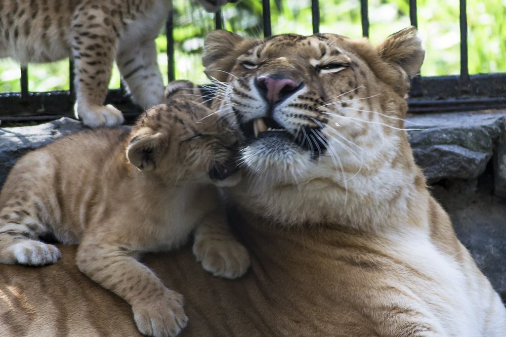 Лигрячьи нежности