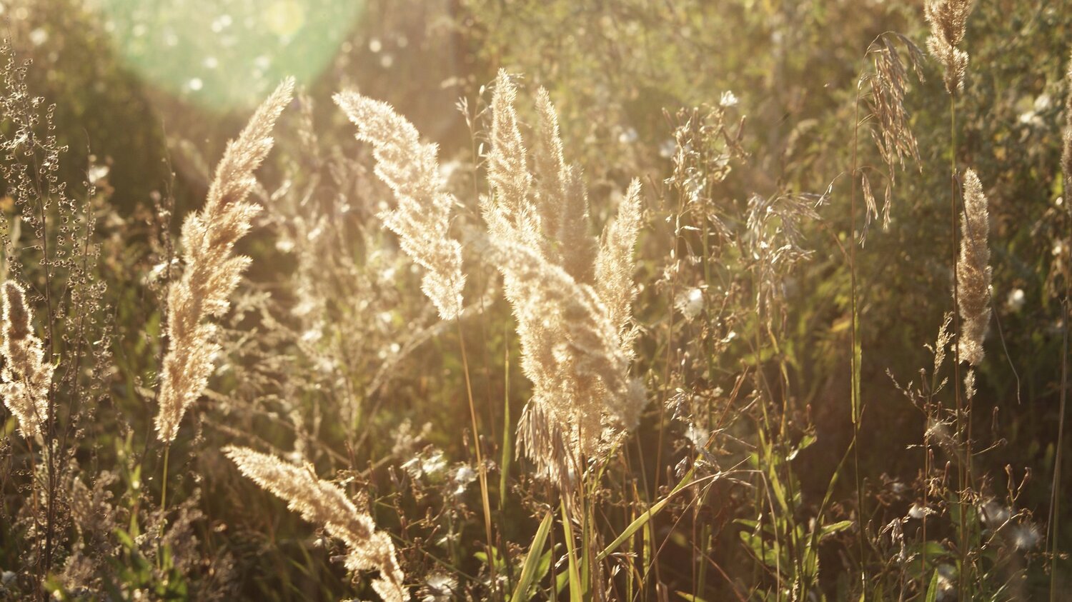 sunlight